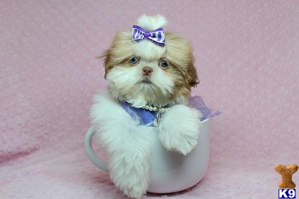 lvpuppyheaven Picture 1